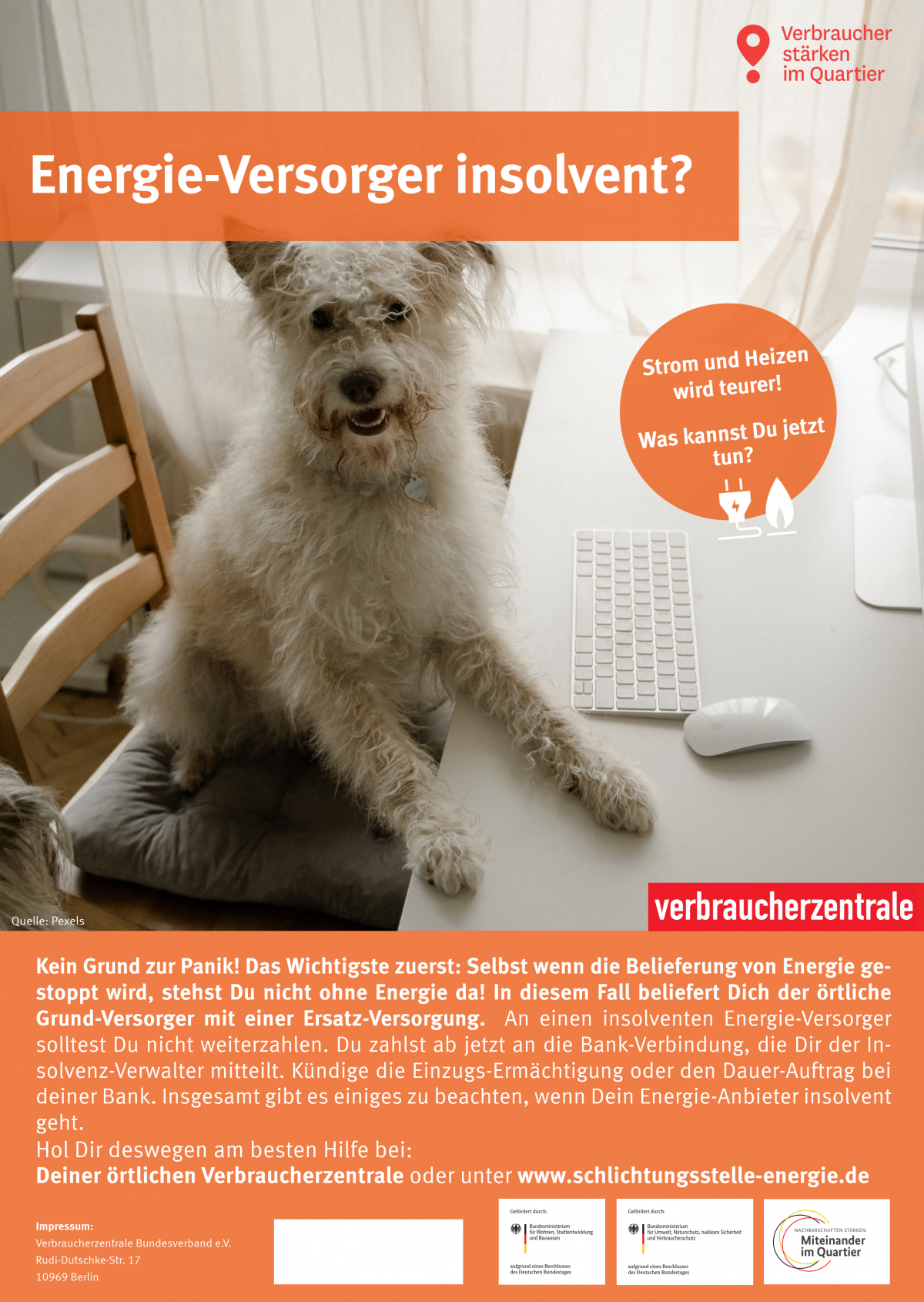 Poster: Kleiner weißer Hund sitzt am Tisch mit Tastatur. Text Überschrift: Energie-Versorger insolvent?