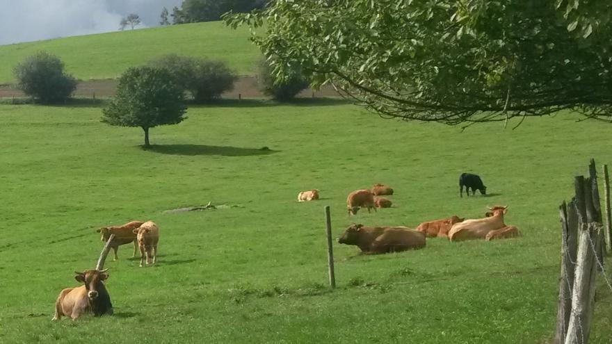 Rinder stehen draußen auf einer Wiese.