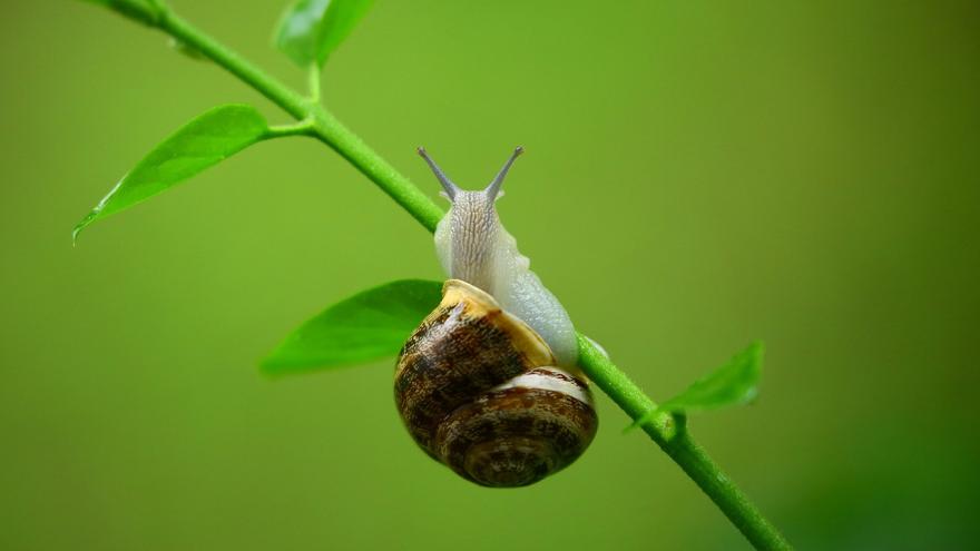 Schnecke an einer Pflanze