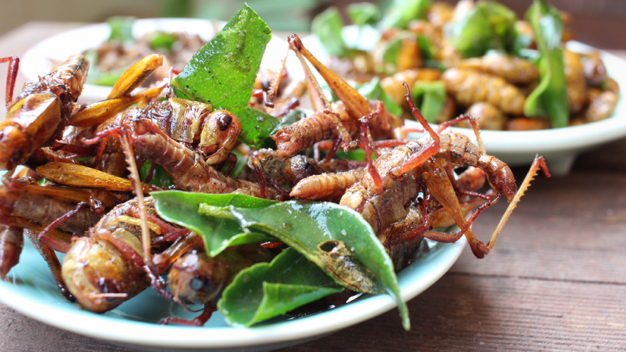Insektenmahlzeit
