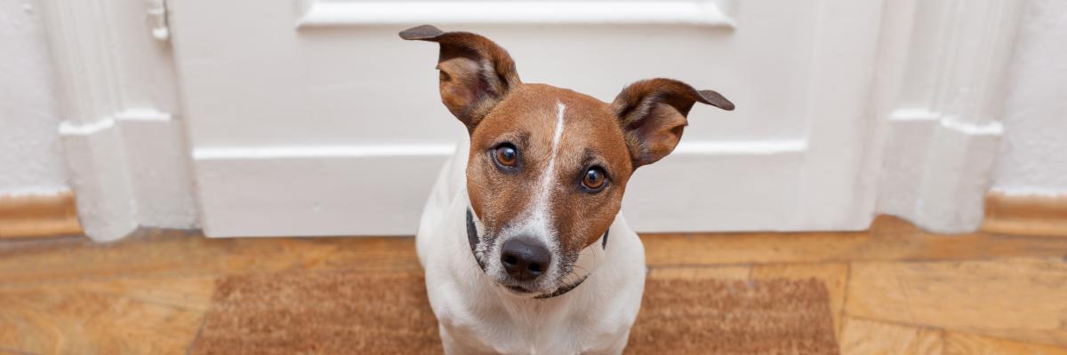 Kleiner Hund steht für Haustür auf Fußmatte mit der Aufschrift "Welcome"